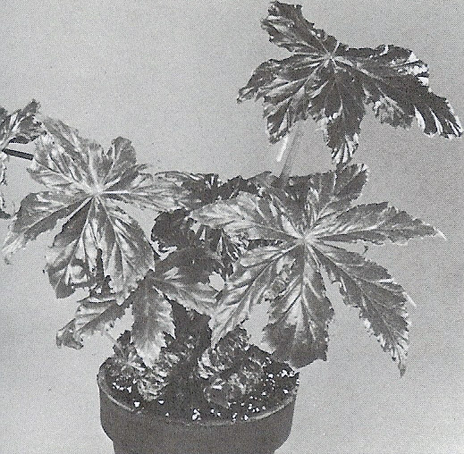 B. ‘Colonel Six’